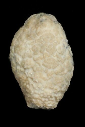 Cystoid (Holocystites) Fossil - Indiana #62035